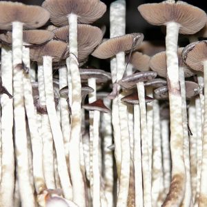 Psilocibe cubensis «Amazonian»