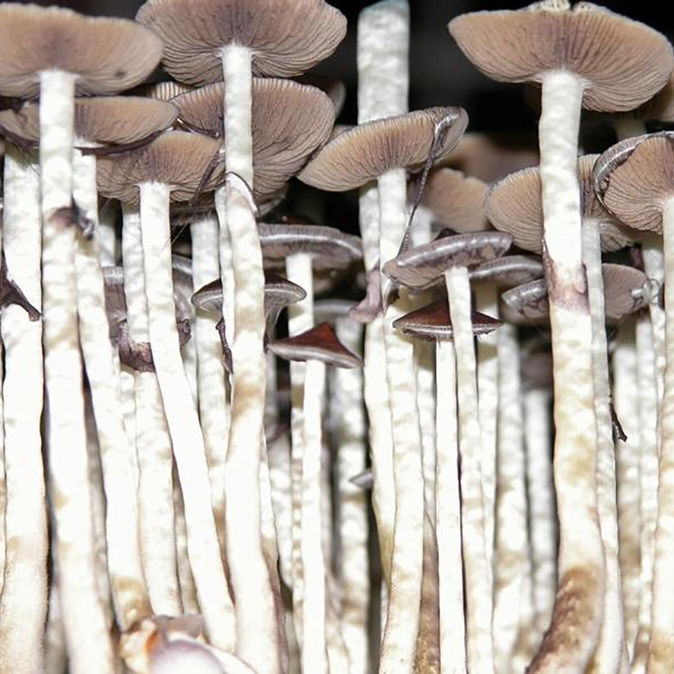 Psilocibe cubensis «Amazonian»