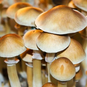 Psilocibe cubensis «Burma»
