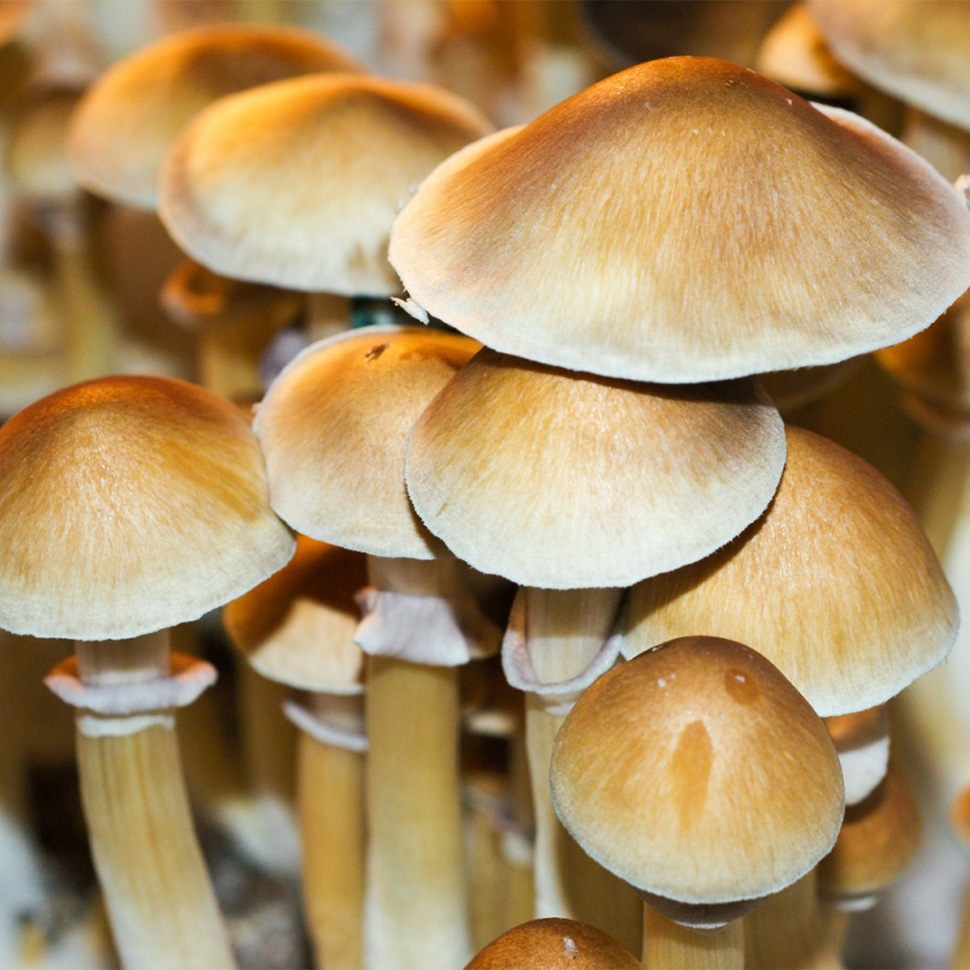 Psilocibe cubensis «Burma»