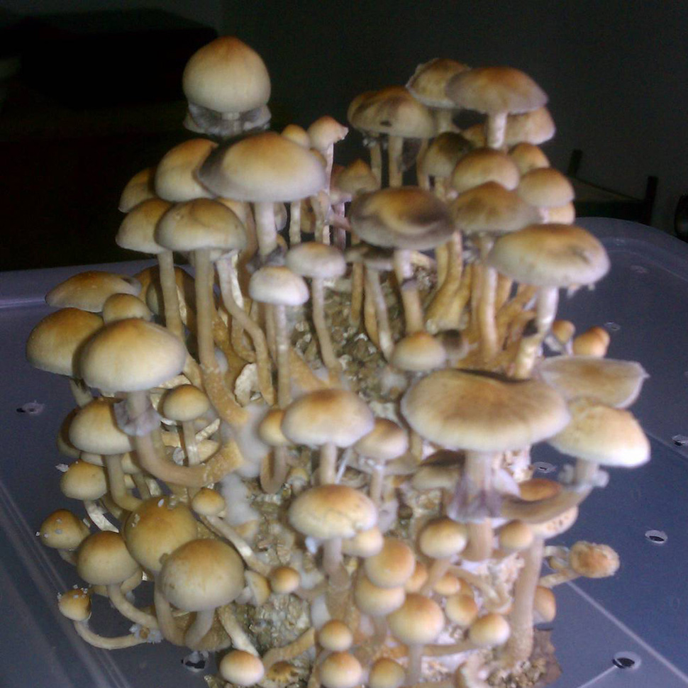 Psilocibe cubensis «F+»