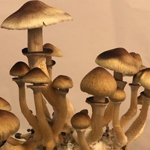 Psilocibe cubensis «Golden Teacher»