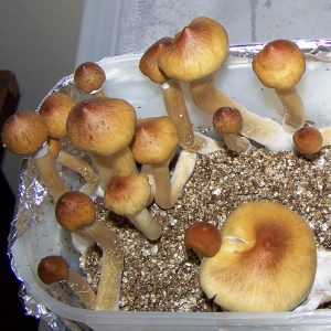 Psilocibe cubensis «John Allen»