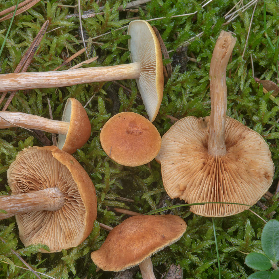 Психоактивность Gymnopilus sapineus