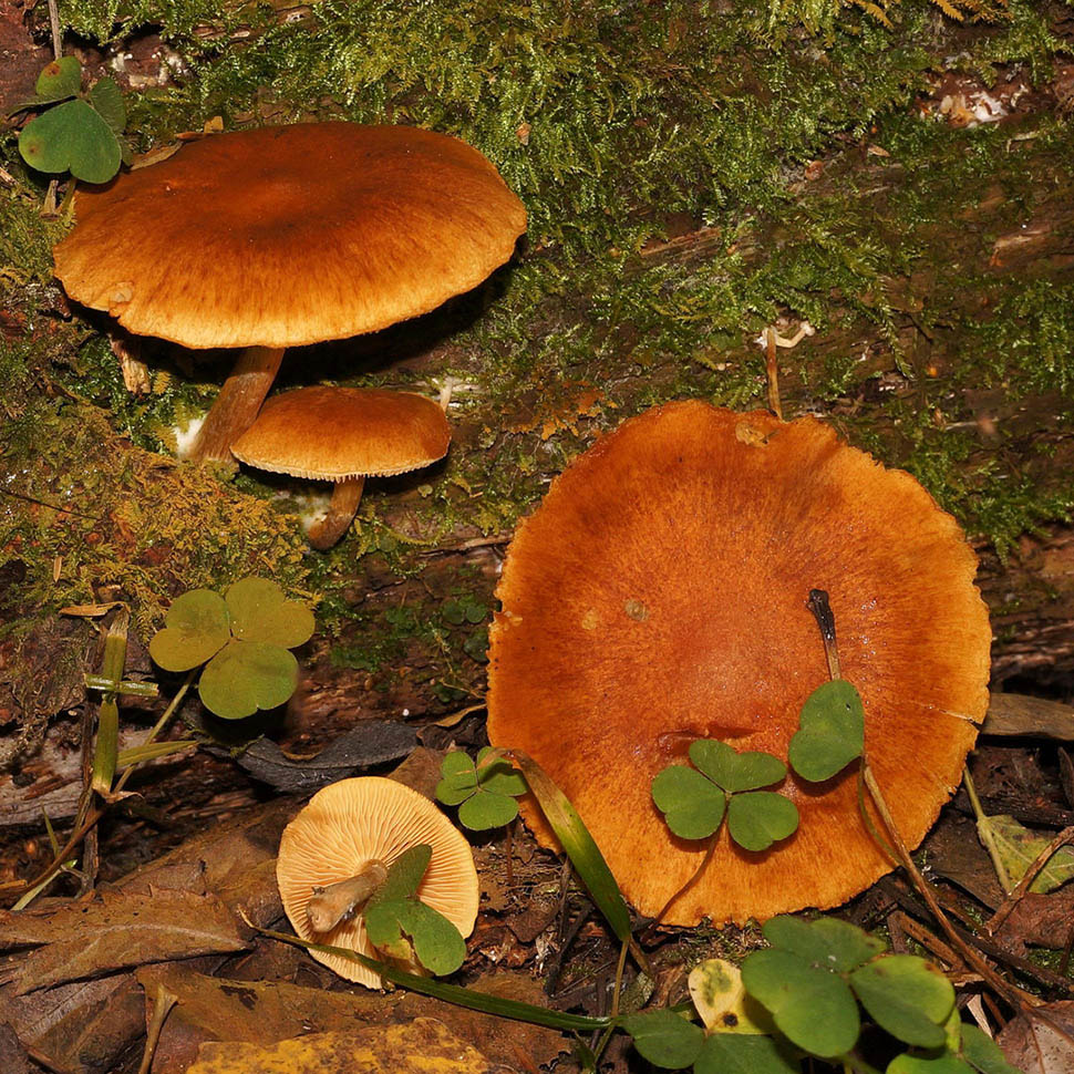 Выращивание Gymnopilus sapineus