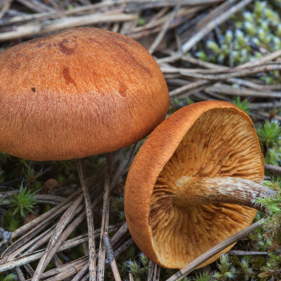 Gymnopilus sapineus
