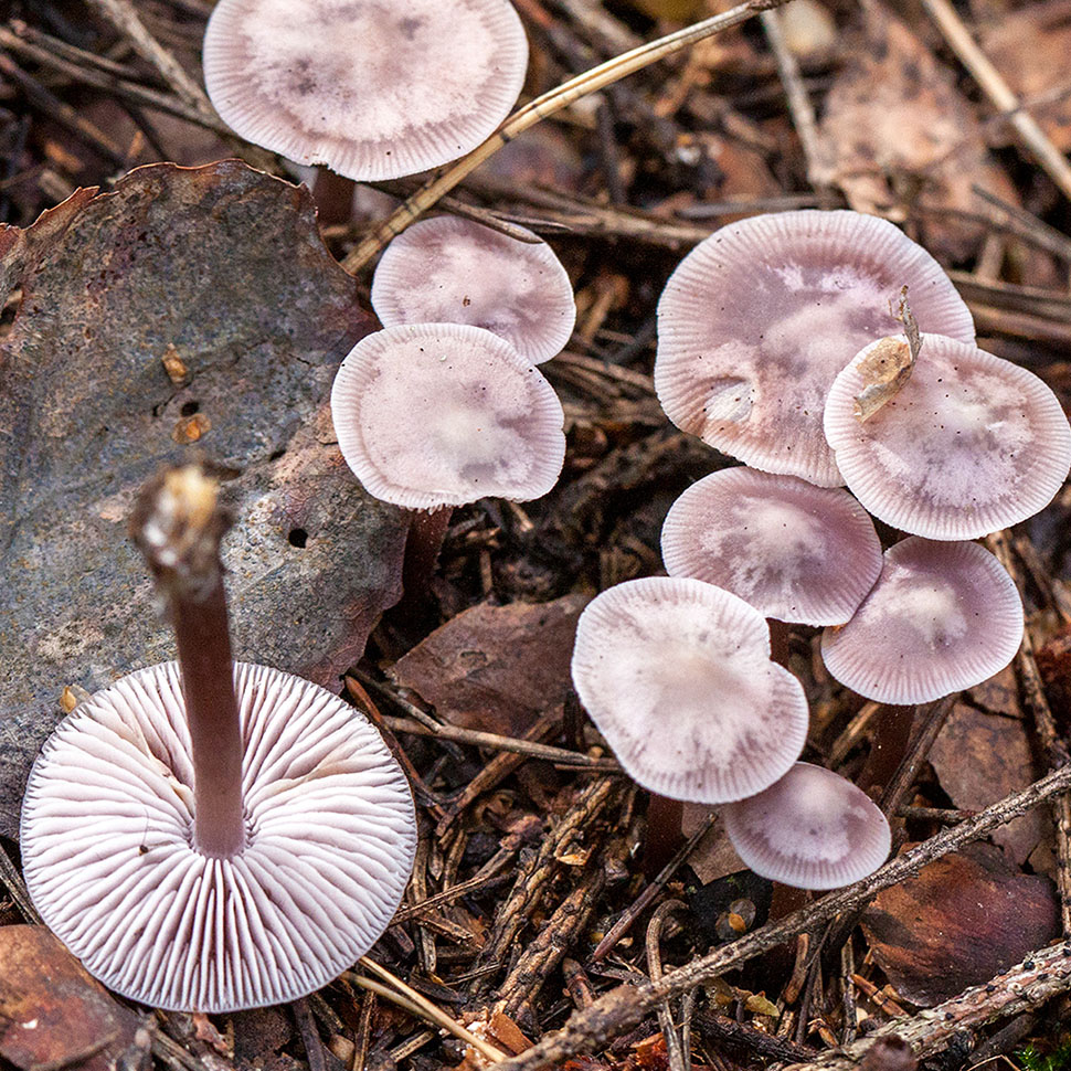 Происхождение стрейна Mycena Roussel
