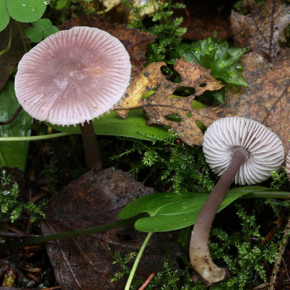 Субстрат для мицелия Mycena Roussel