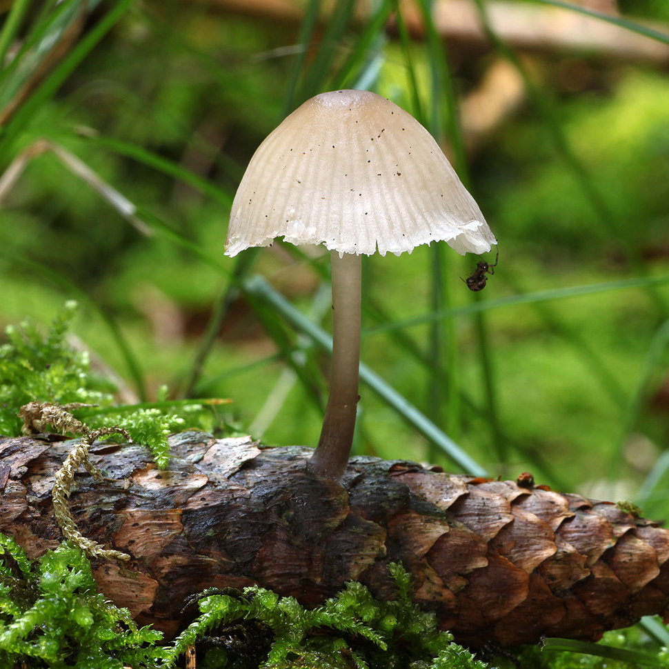 Описание внешнего вида Mycena cyanorrhiza Quel