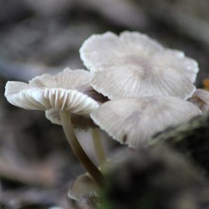 Mycena cyanorrhiza Quel