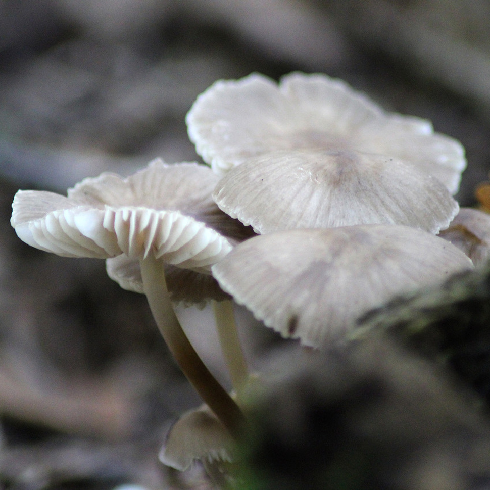 Mycena cyanorrhiza Quel