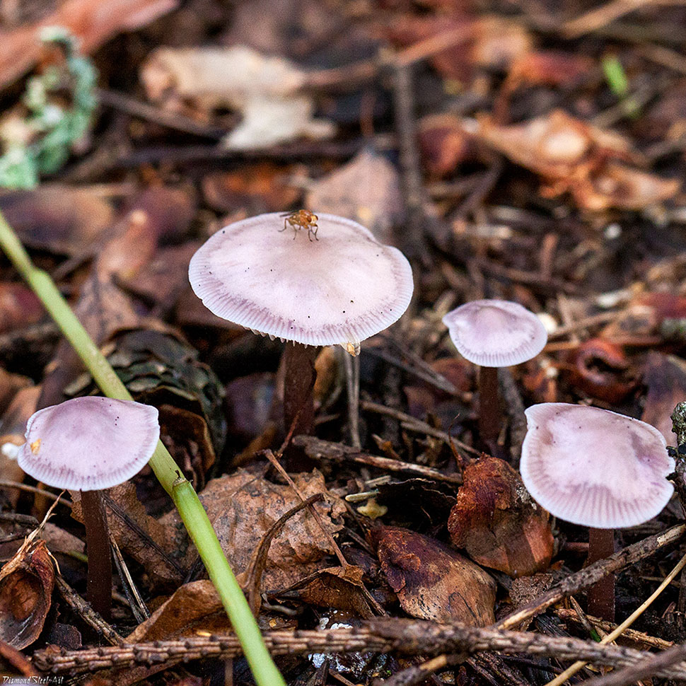 Описание внешнего вида Mycena Roussel