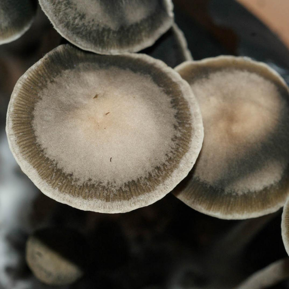 Описание внешнего вида Panaeolus (Copelandia) Bisporus