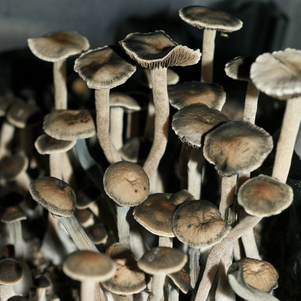 Происхождение стрейна Panaeolus (Copelandia) Bisporus