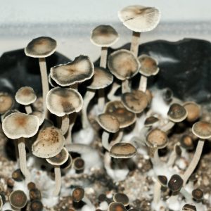 Panaeolus (Copelandia) Bisporus