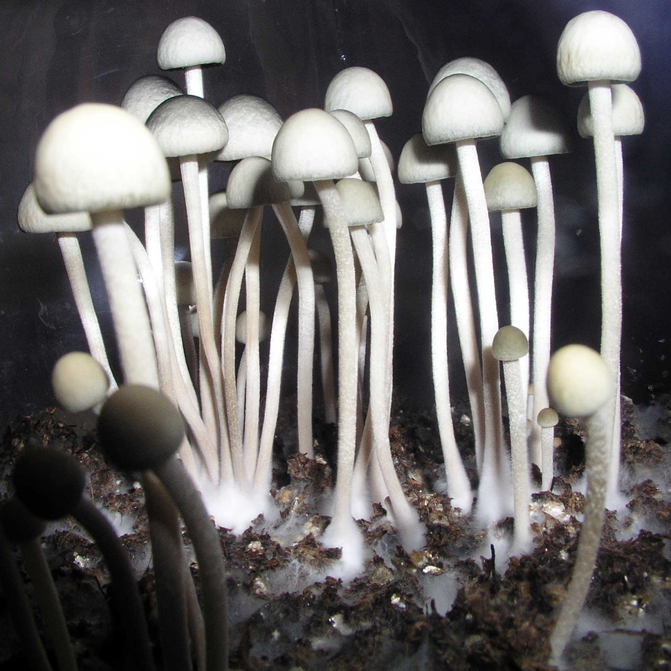 Описание внешнего вида Panaeolus Cyanescens Jamaica