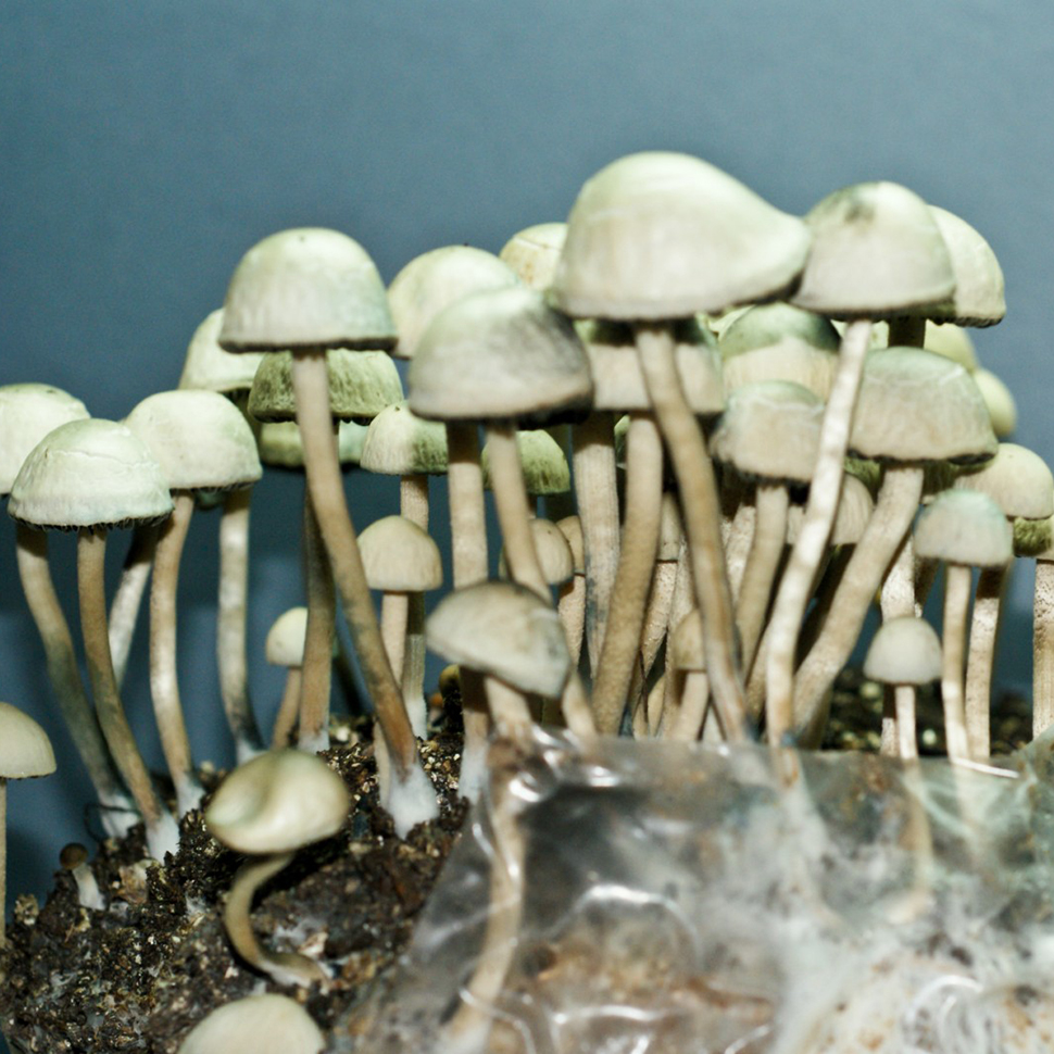 Субстрат для мицелия Panaeolus Cyanescens Jamaica