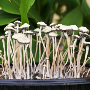 Panaeolus Cyanescens Jamaica