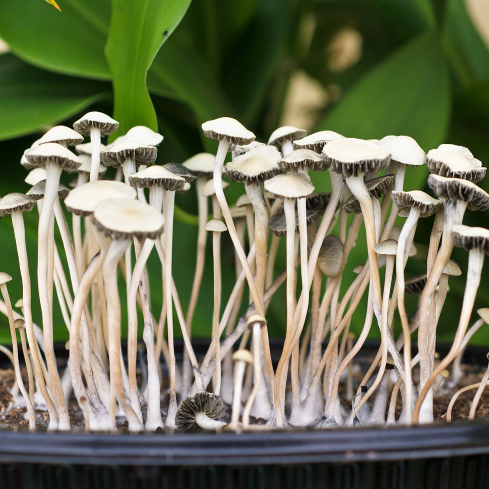 Panaeolus Cyanescens Jamaica