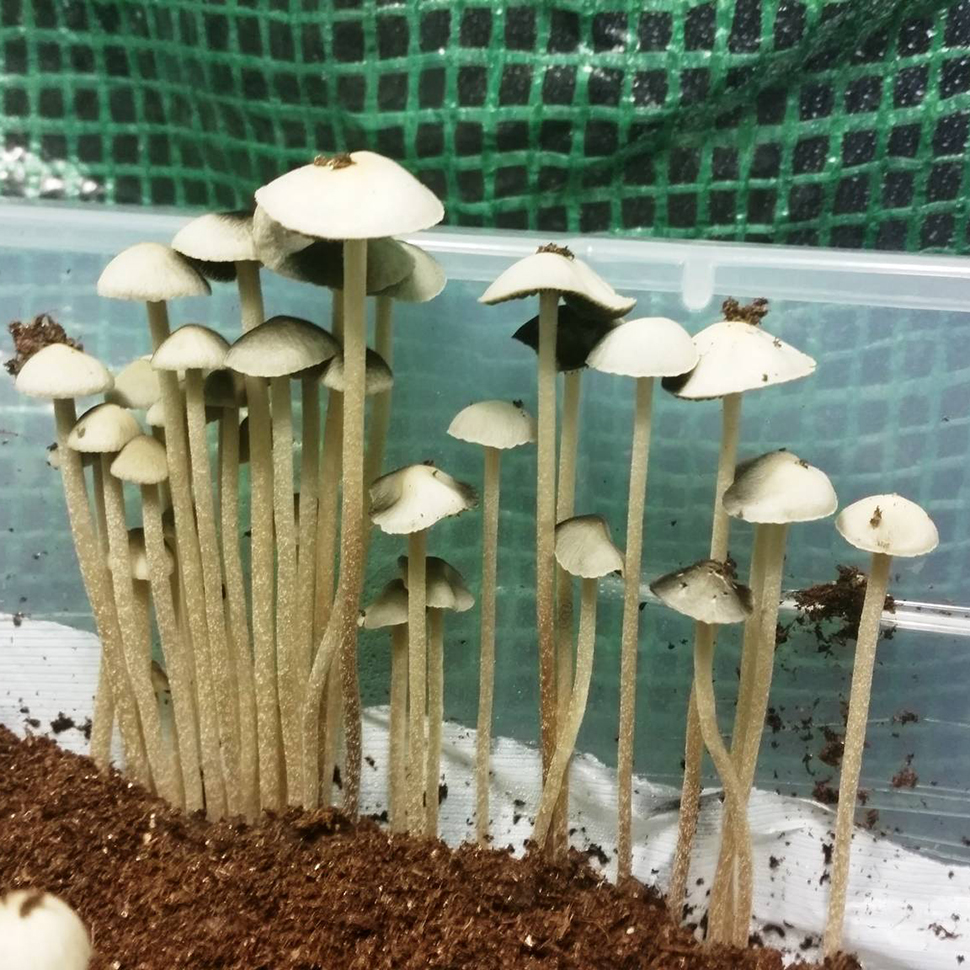 Описание внешнего вида Panaeolus Cyanescens «Hawaiian»