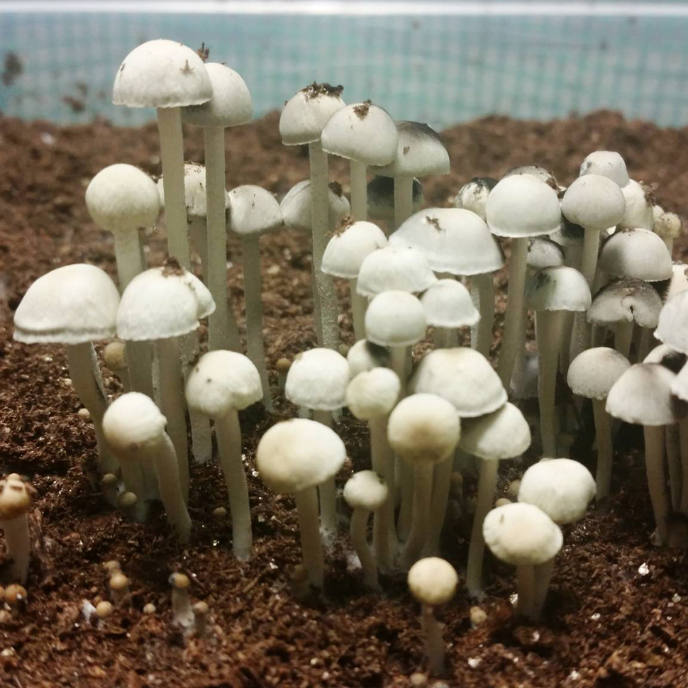 Происхождение стрейна Panaeolus Cyanescens «Hawaiian»