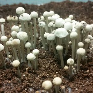 Panaeolus Cyanescens «Hawaiian»
