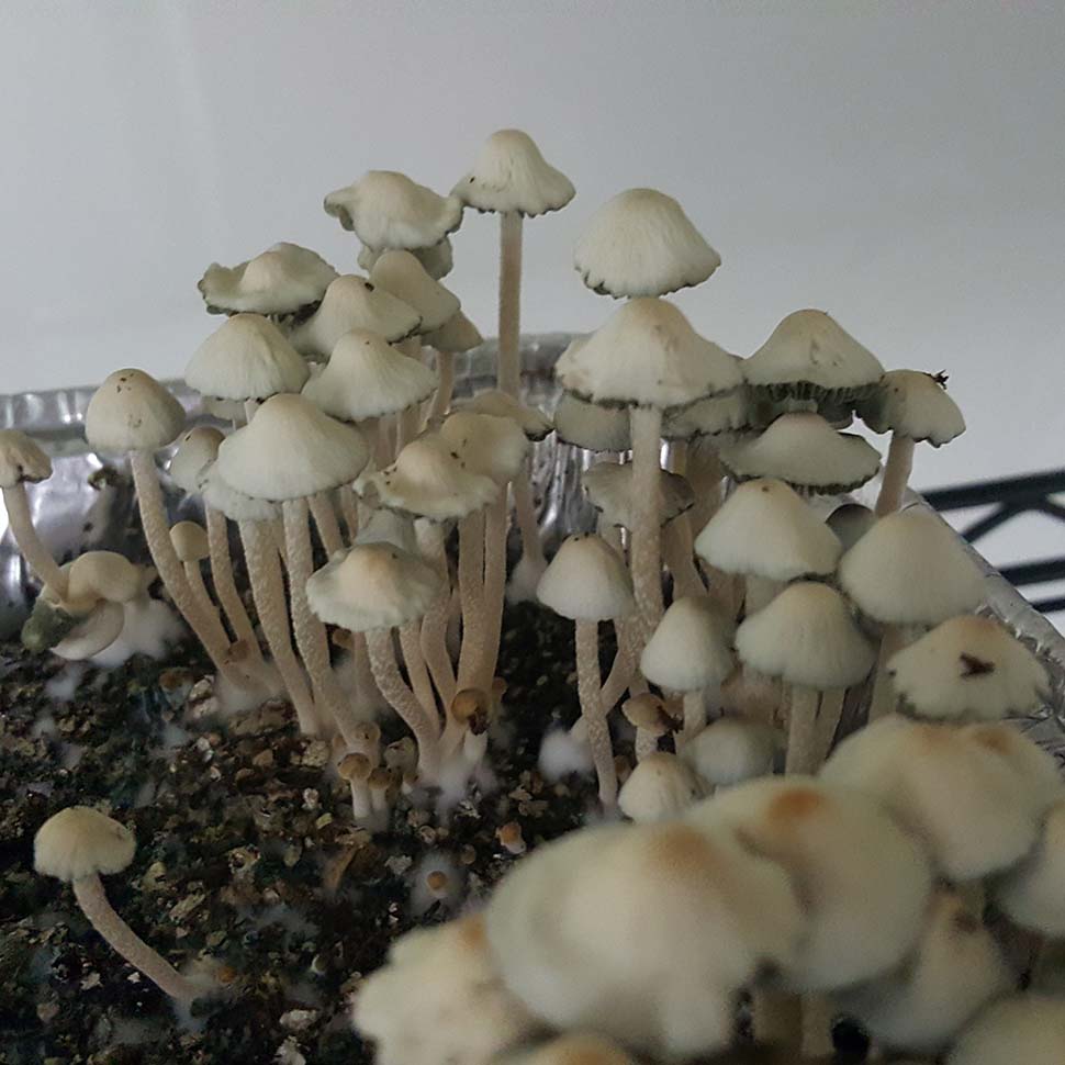 Описание внешнего вида Panaeolus Cyanescens Texas