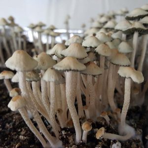 Panaeolus Cyanescens Texas