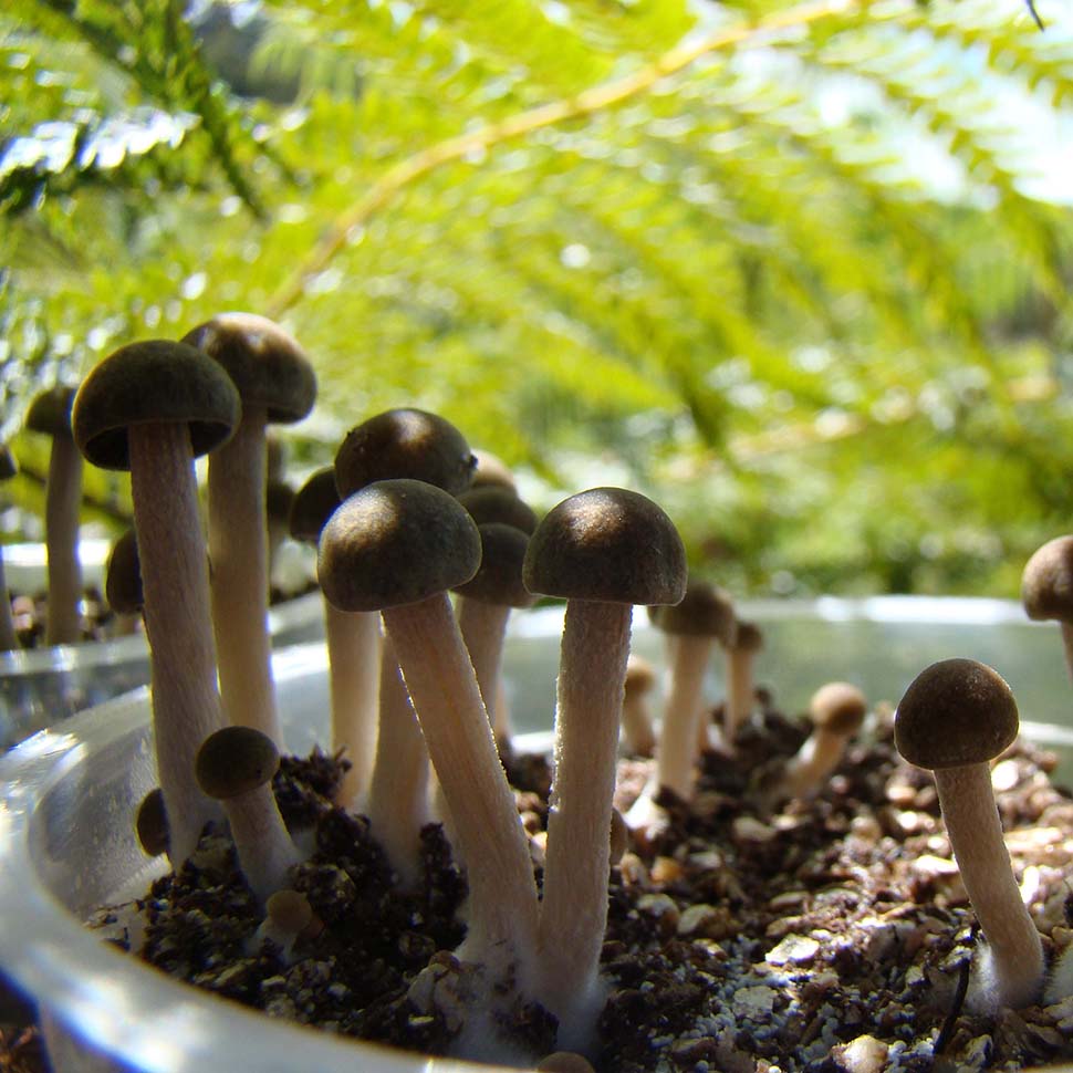 Panaeolus Cyanescens «Tropicalis»