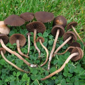 Panaeolus castaneifolia