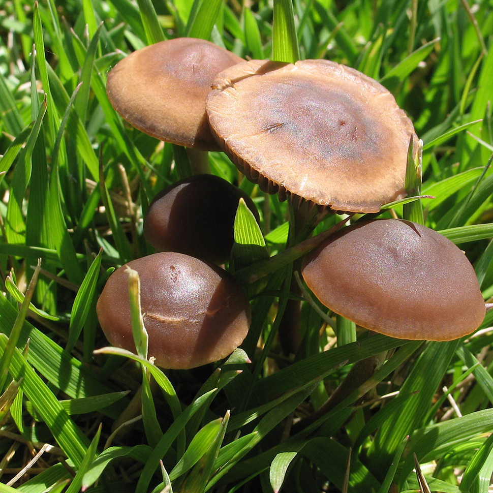 Описание внешнего вида Panaeolus cinctulus