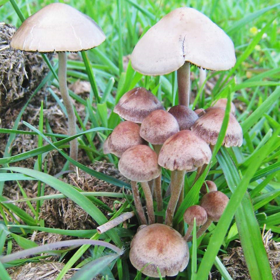 Происхождение стрейна Panaeolus cinctulus