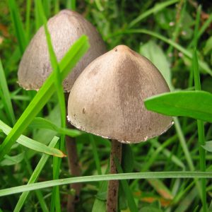 Panaeolus cinctulus