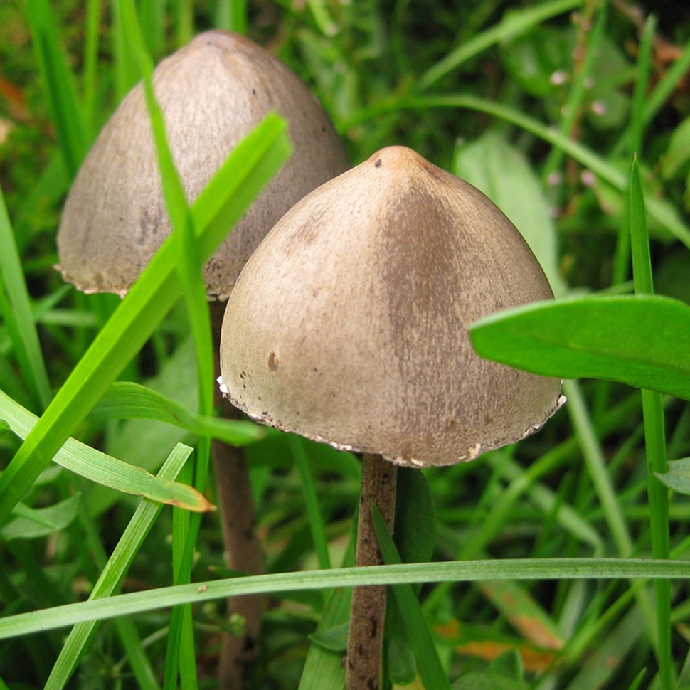 Panaeolus cinctulus