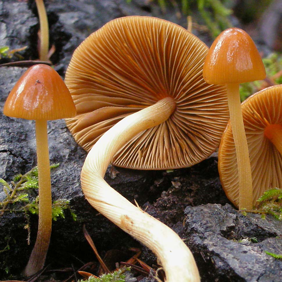 Описание внешнего вида Pholiotina cyanopus