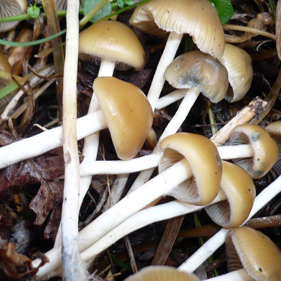 Psilocybe bohemica