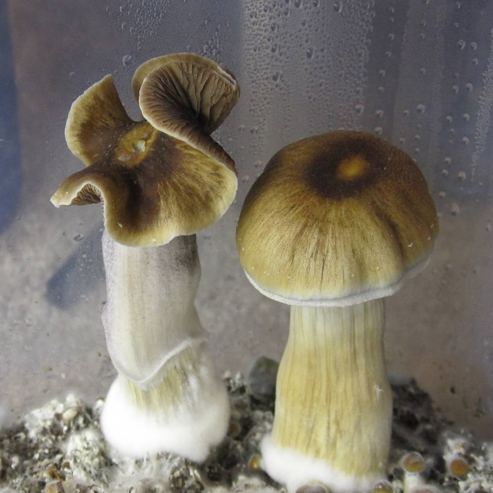 Brazil - Psilocybe cubensis