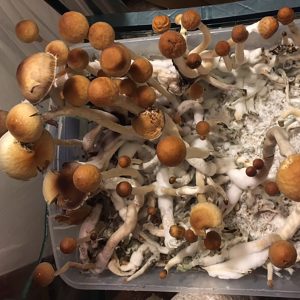 Psilocybe cubensis Deep Delta Blues