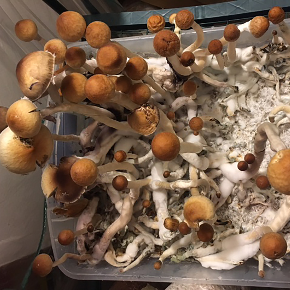 Psilocybe cubensis Deep Delta Blues