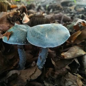 Psilocybe caerulea