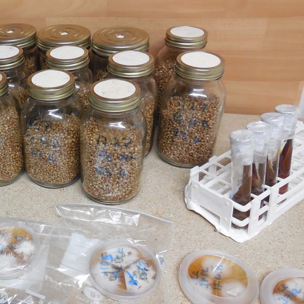 Подготовка субстрата