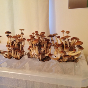 Инструкция по выращиванию