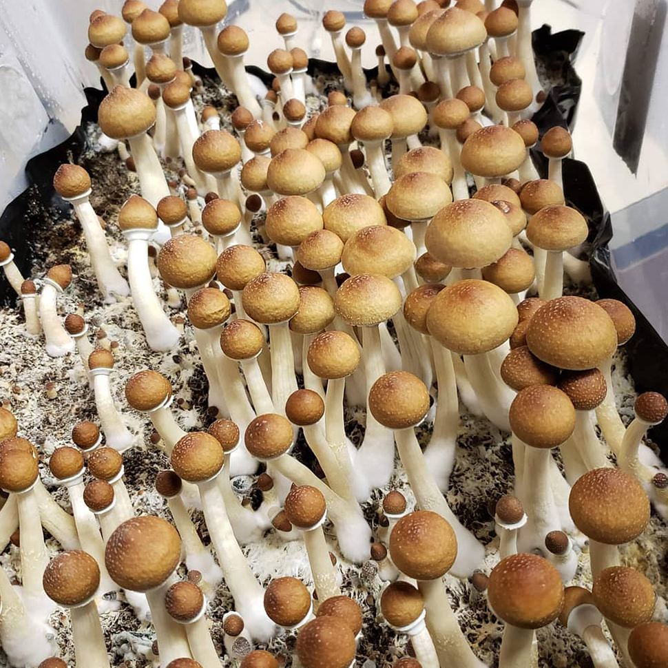 Psilocybe cubensis St Alacabenzi