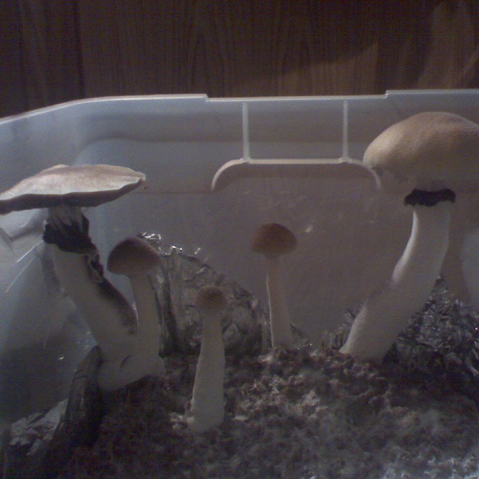 Описание внешнего вида Psilocybe cubensis St Alacabenzi﻿