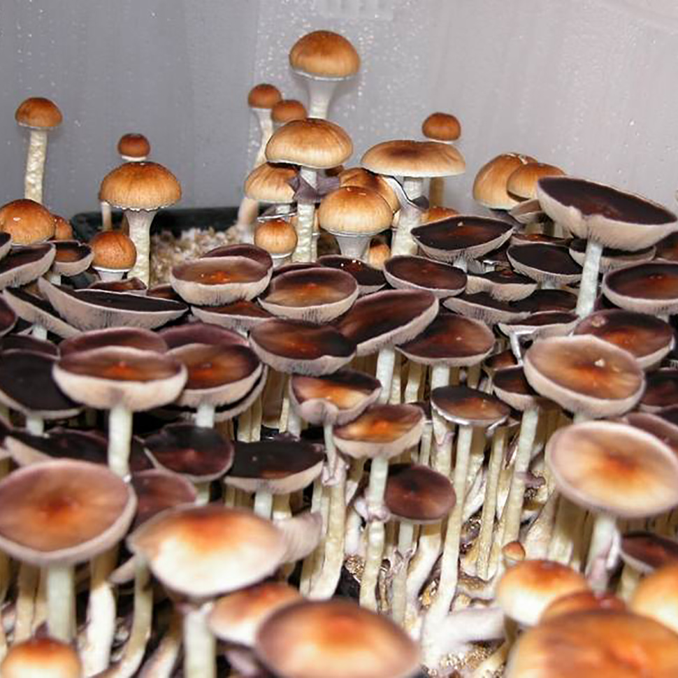 Описание внешнего вида Psilocibe cubensis «Amazonian»﻿