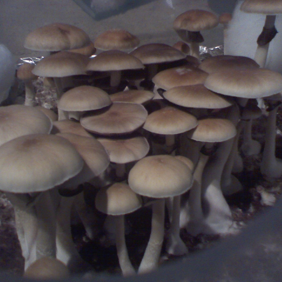 Происхождение стрейна Psilocybe cubensis St Alacabenzi