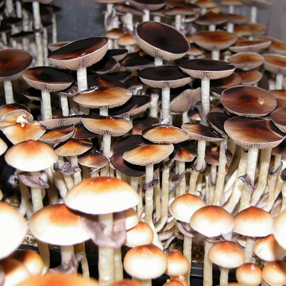 Происхождение стрейна Psilocibe cubensis «Amazonian»