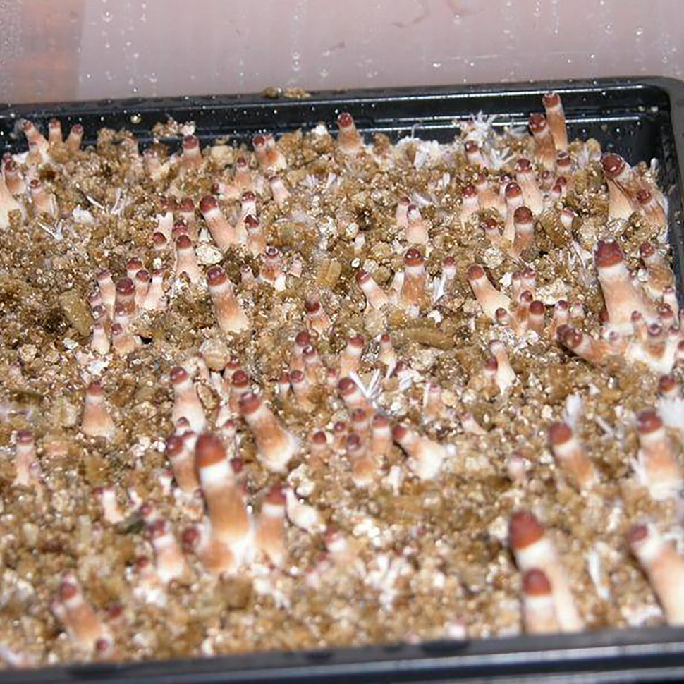 Субстрат для мицелия﻿ Psilocibe cubensis «Amazonian»