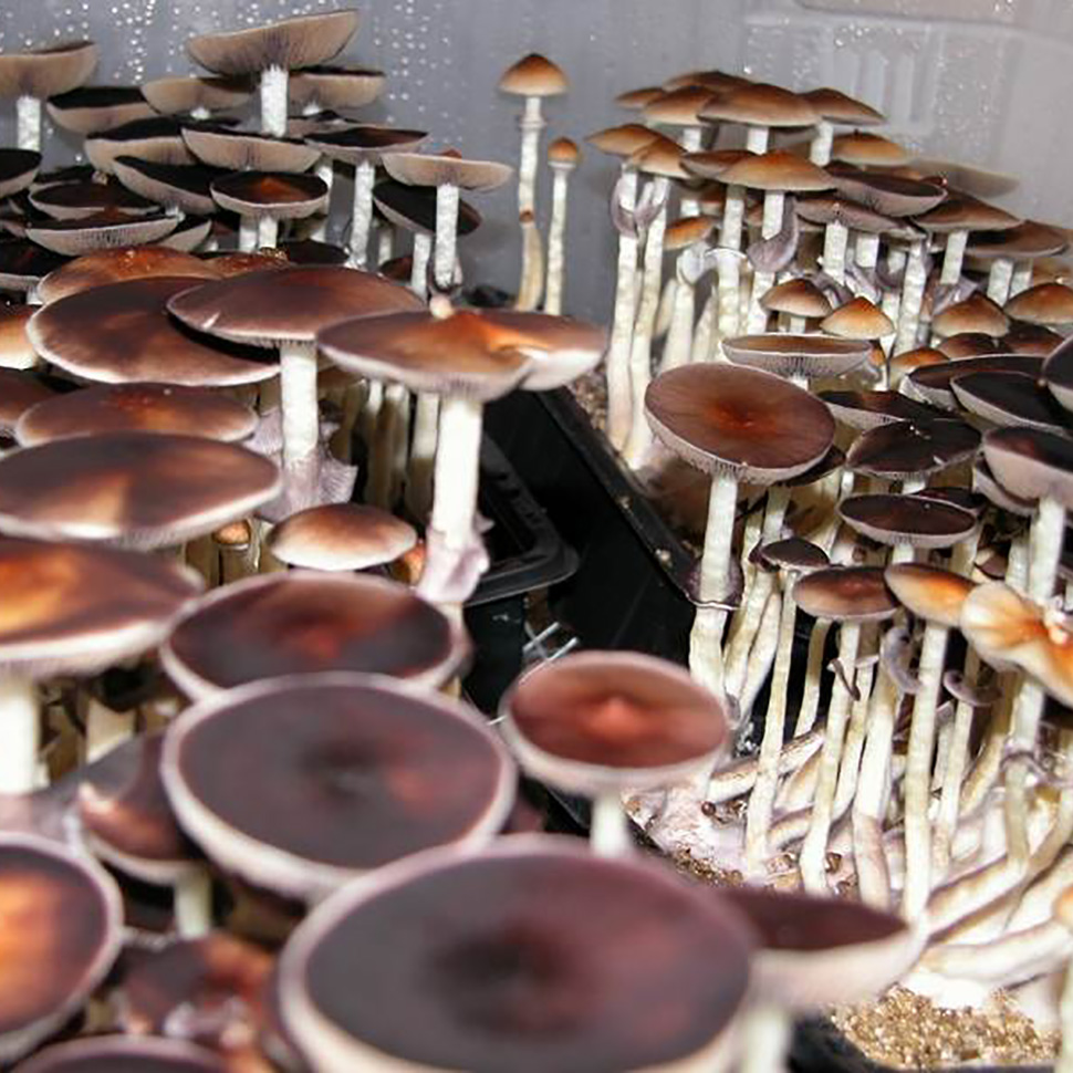 Выход готового продукта Psilocibe cubensis «Amazonian»