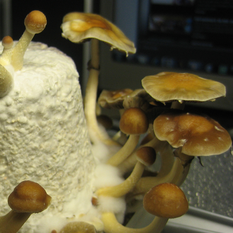 Psilocibe cubensis Argentina